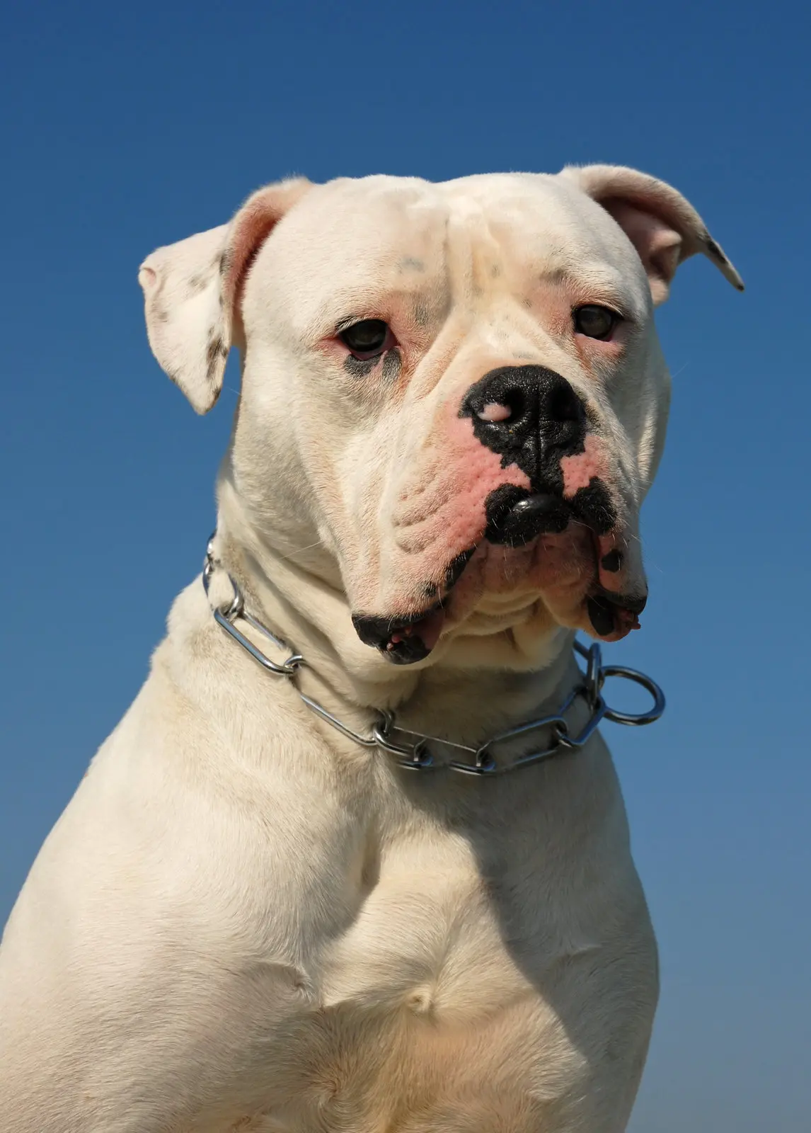 Understanding the Characteristics of American Bulldogs