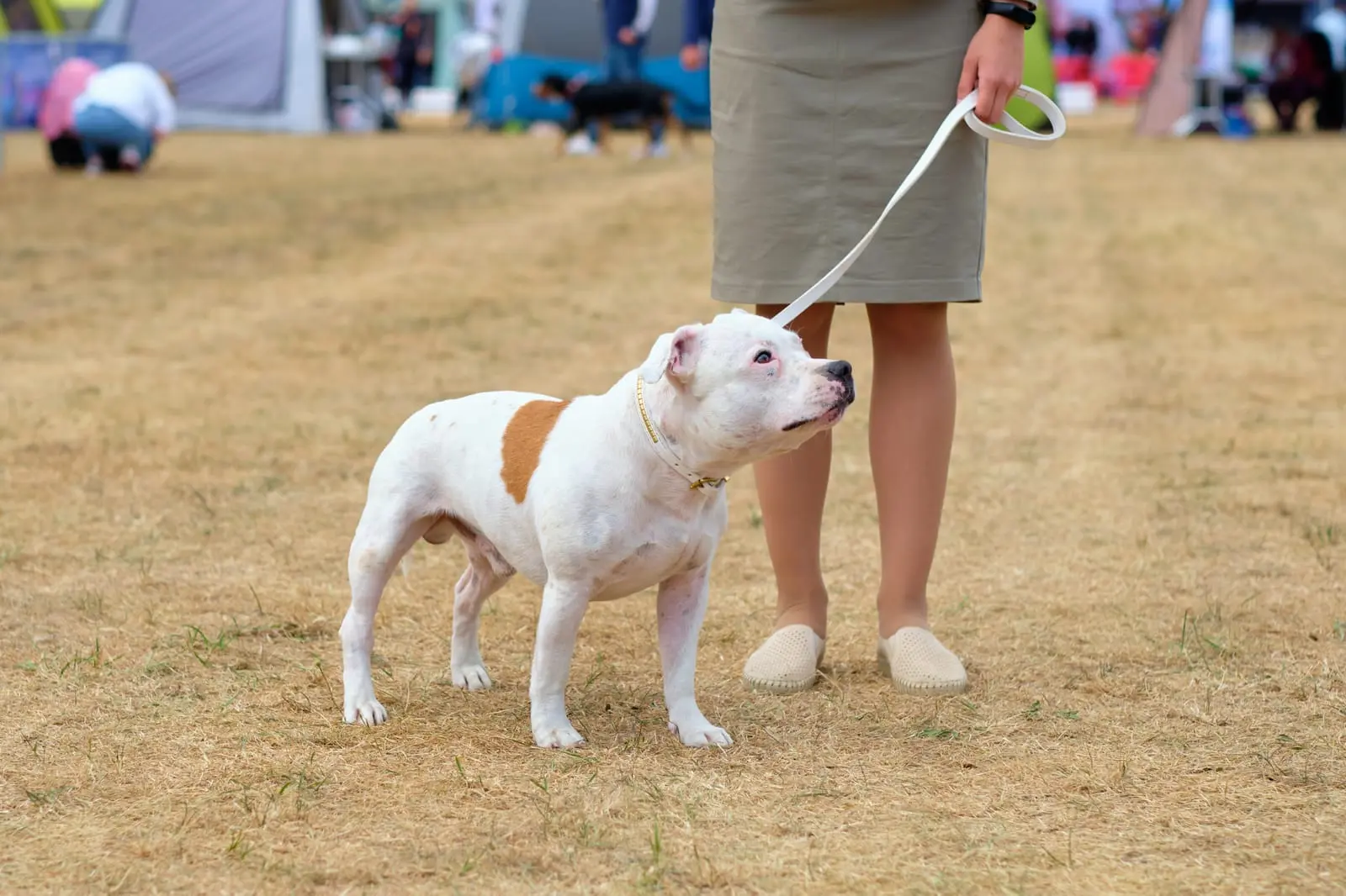 Training Tips for American Bulldogs: Effective Methods and Best Practices