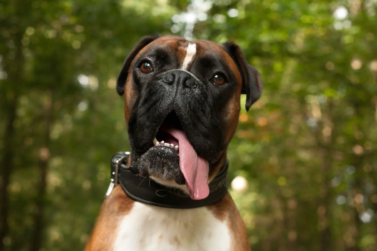 American Bulldog vs. Boxer: Key Differences and Similarities