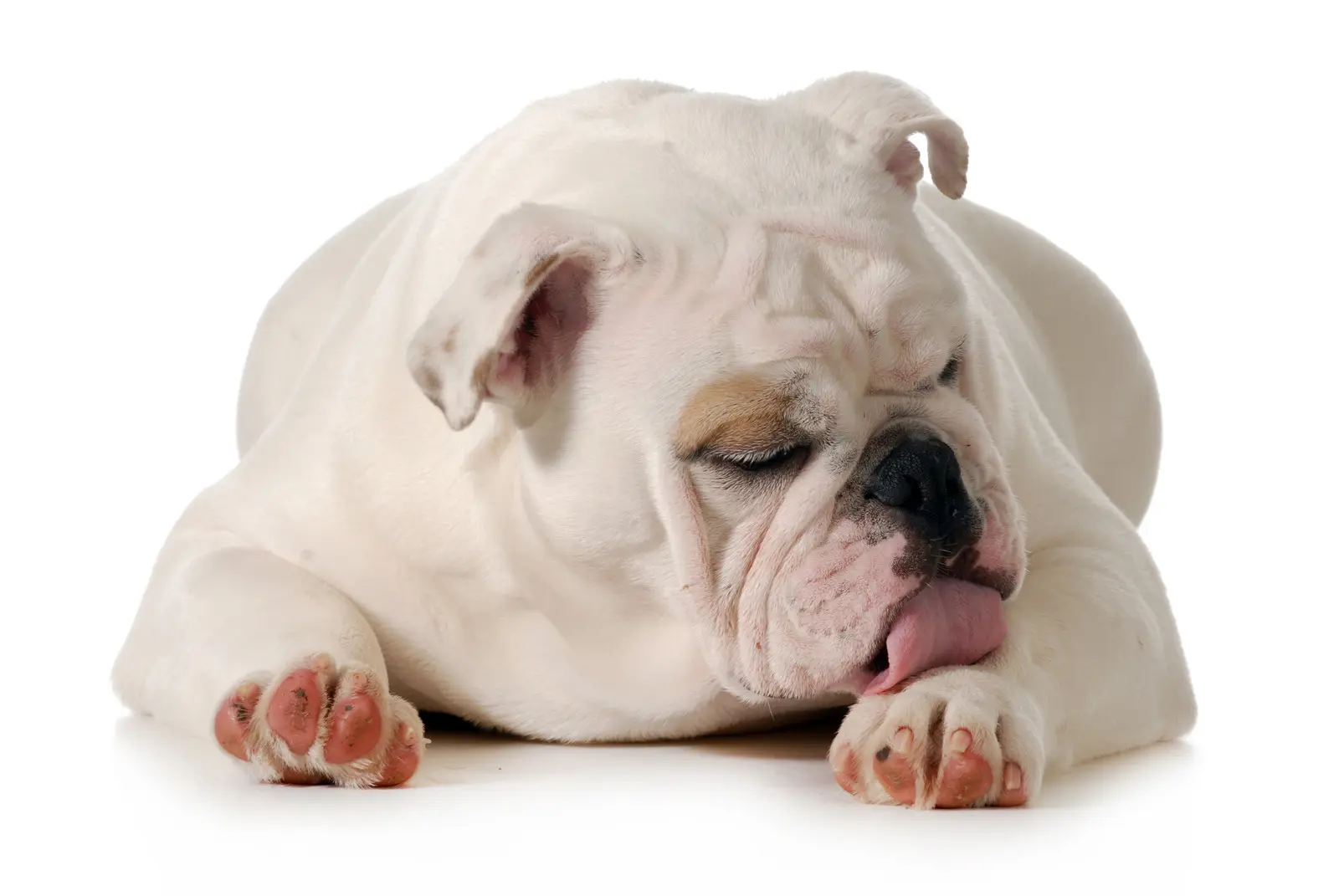 Caring for Bulldogs with Allergies: Tips and Solutions