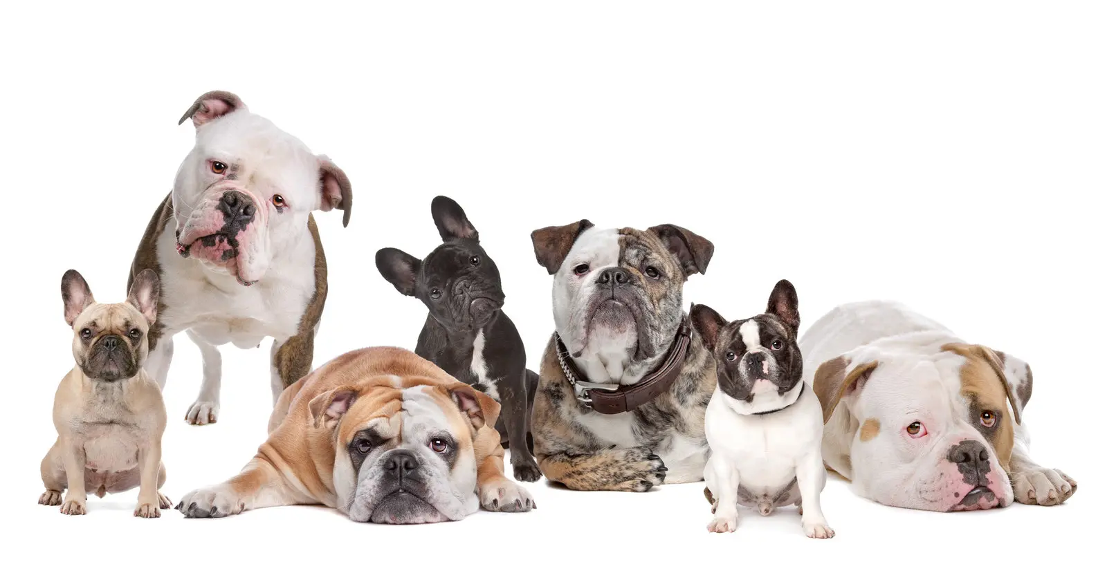 Comparing Bulldog Breeds: English, French, and American Bulldogs