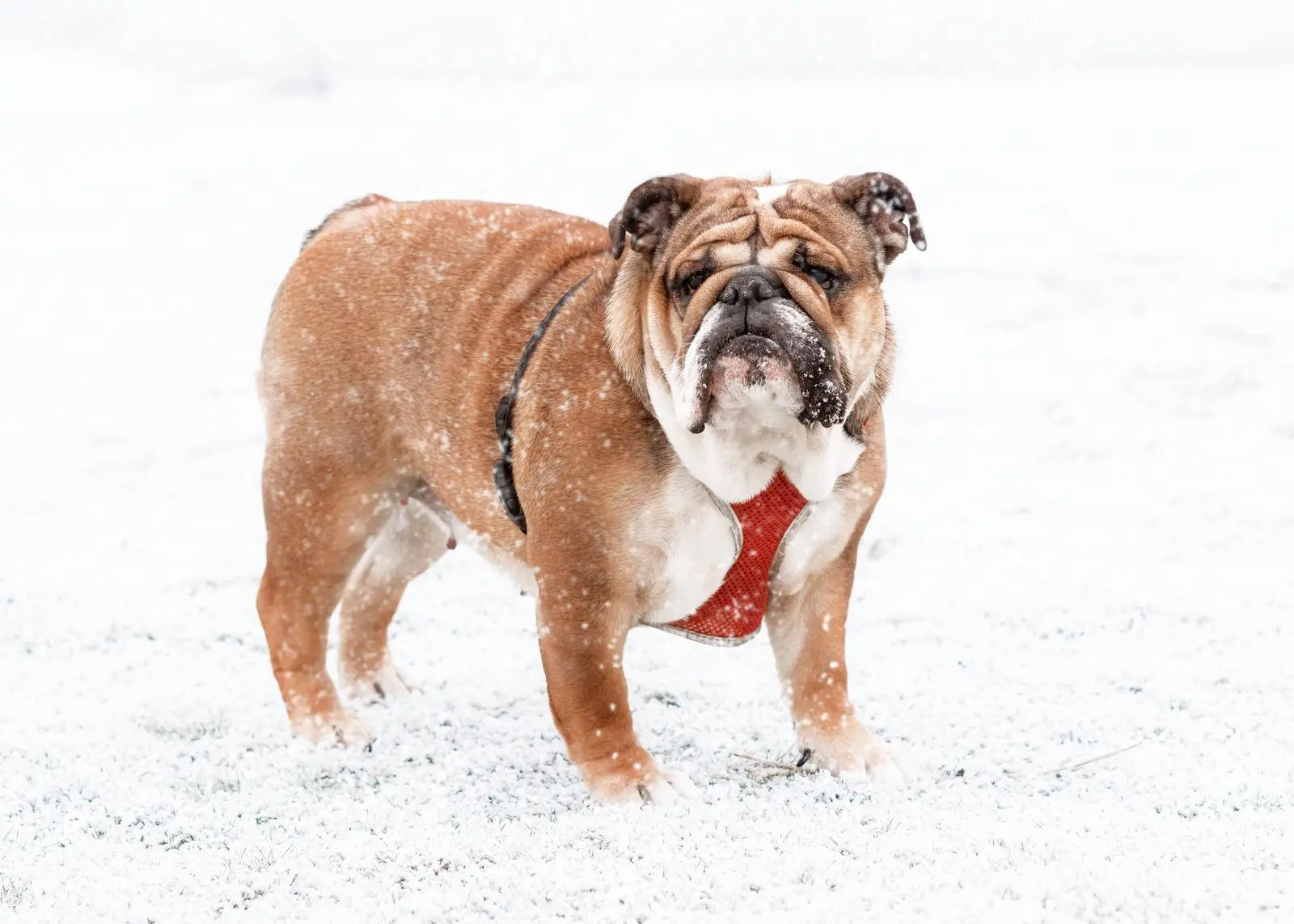 Preparing Your Bulldog for Cold Weather: Tips and Advice