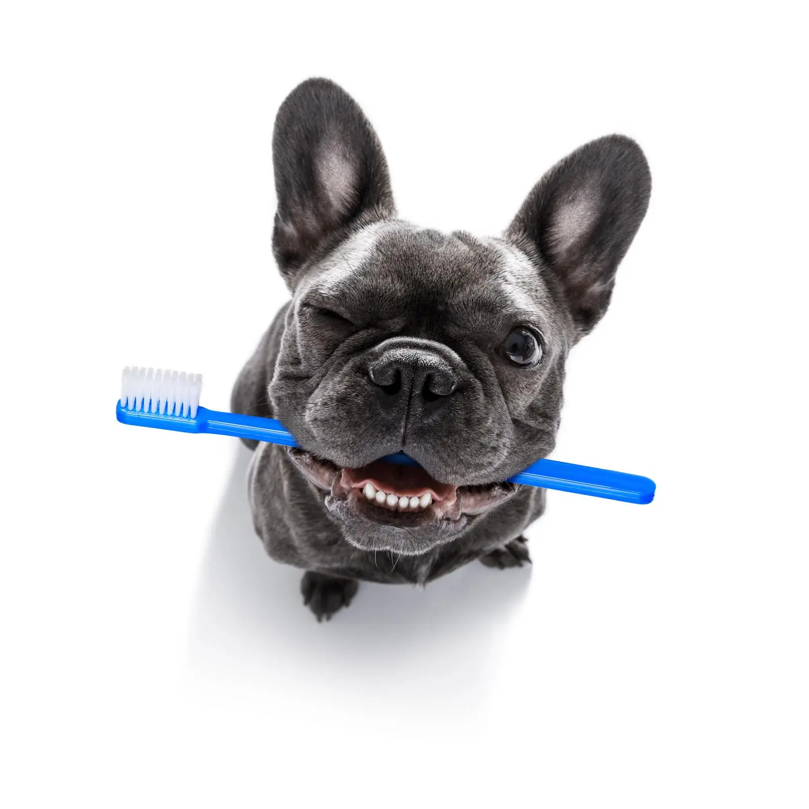 Bulldog Dental Care: Keeping Those Teeth and Gums Healthy