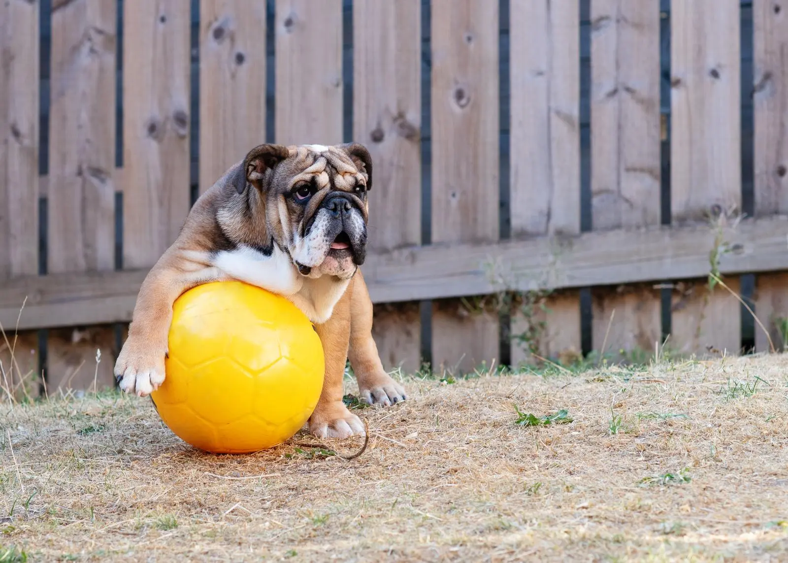 Einen bulldogfreundlichen Garten gestalten: Tipps für einen sicheren und spaßigen Außenbereich