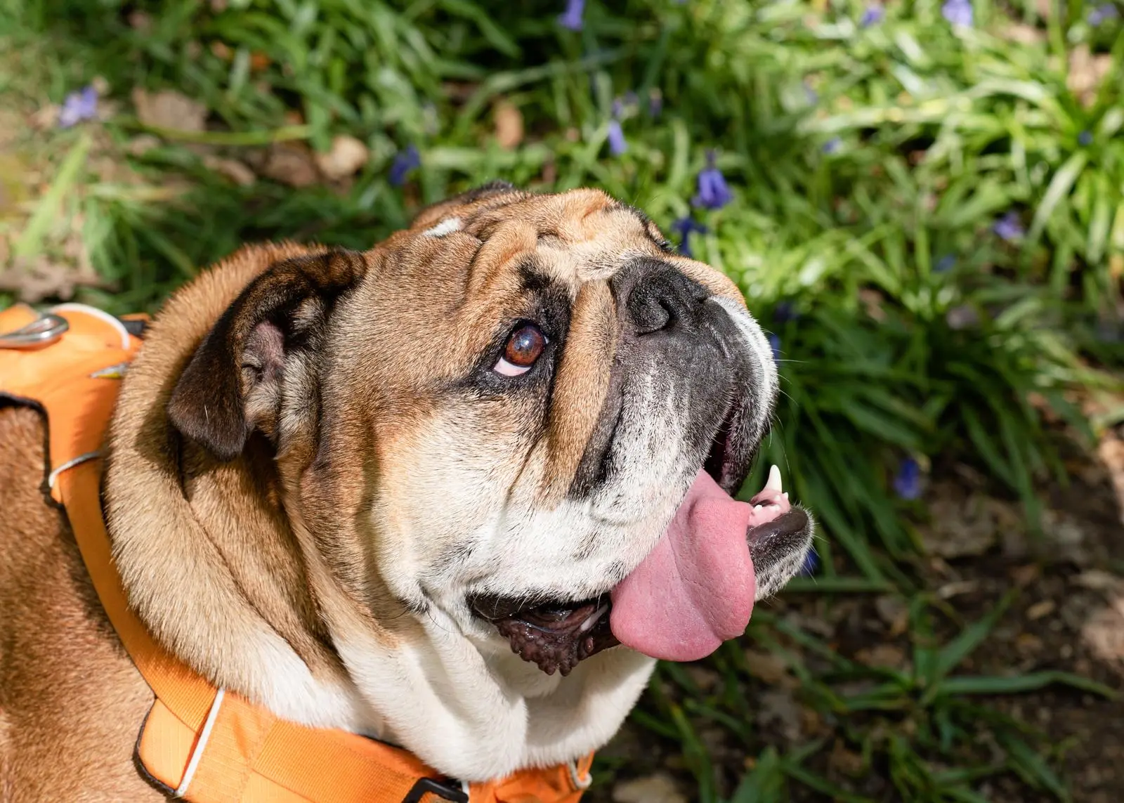 Preventing Heat Stroke in Bulldogs: Essential Tips and Advice