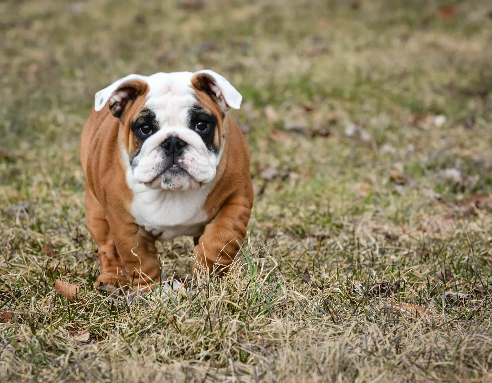 Mental Stimulation Activities for Bulldogs