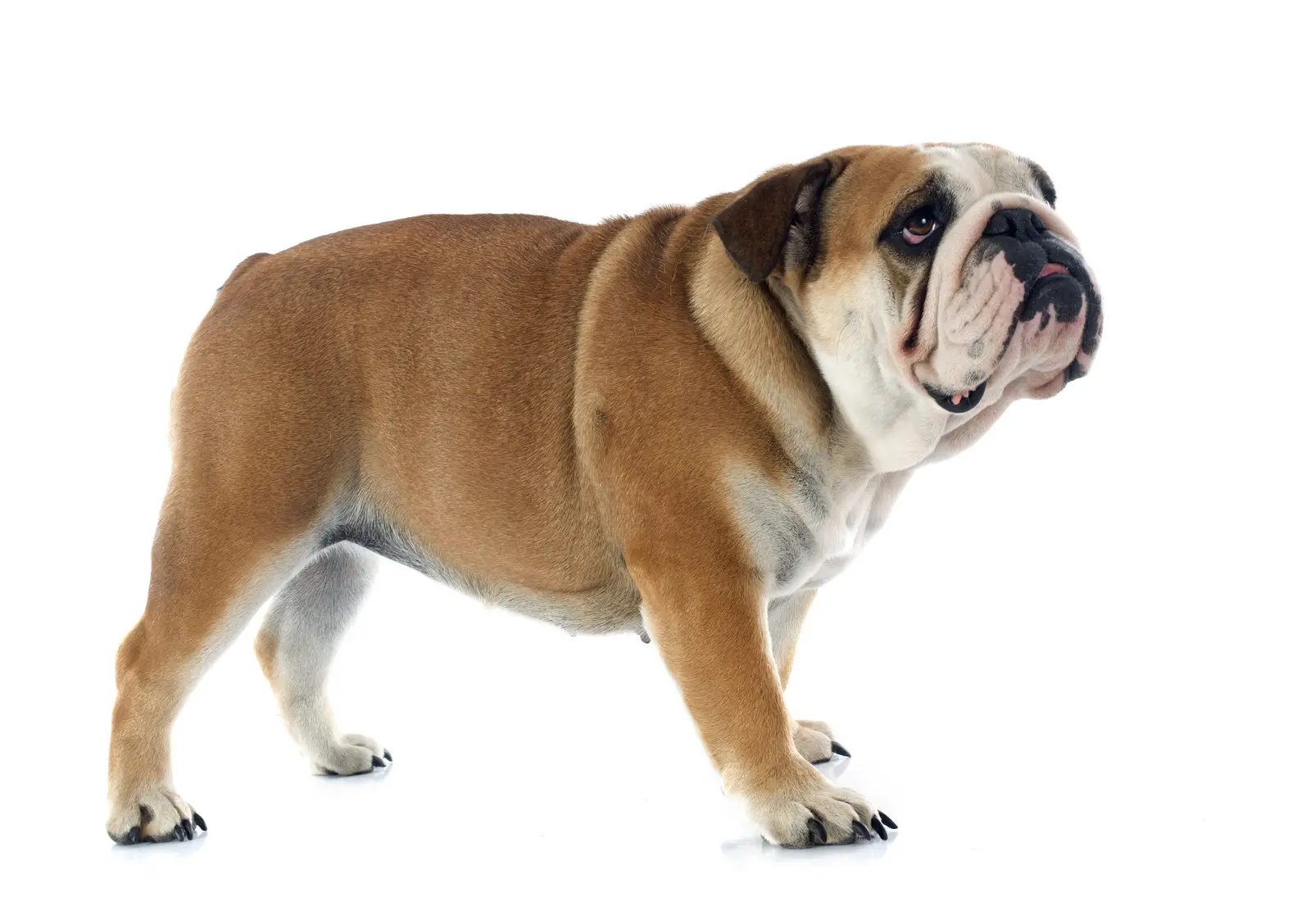 Preventing and Managing Tear Stains in Bulldogs