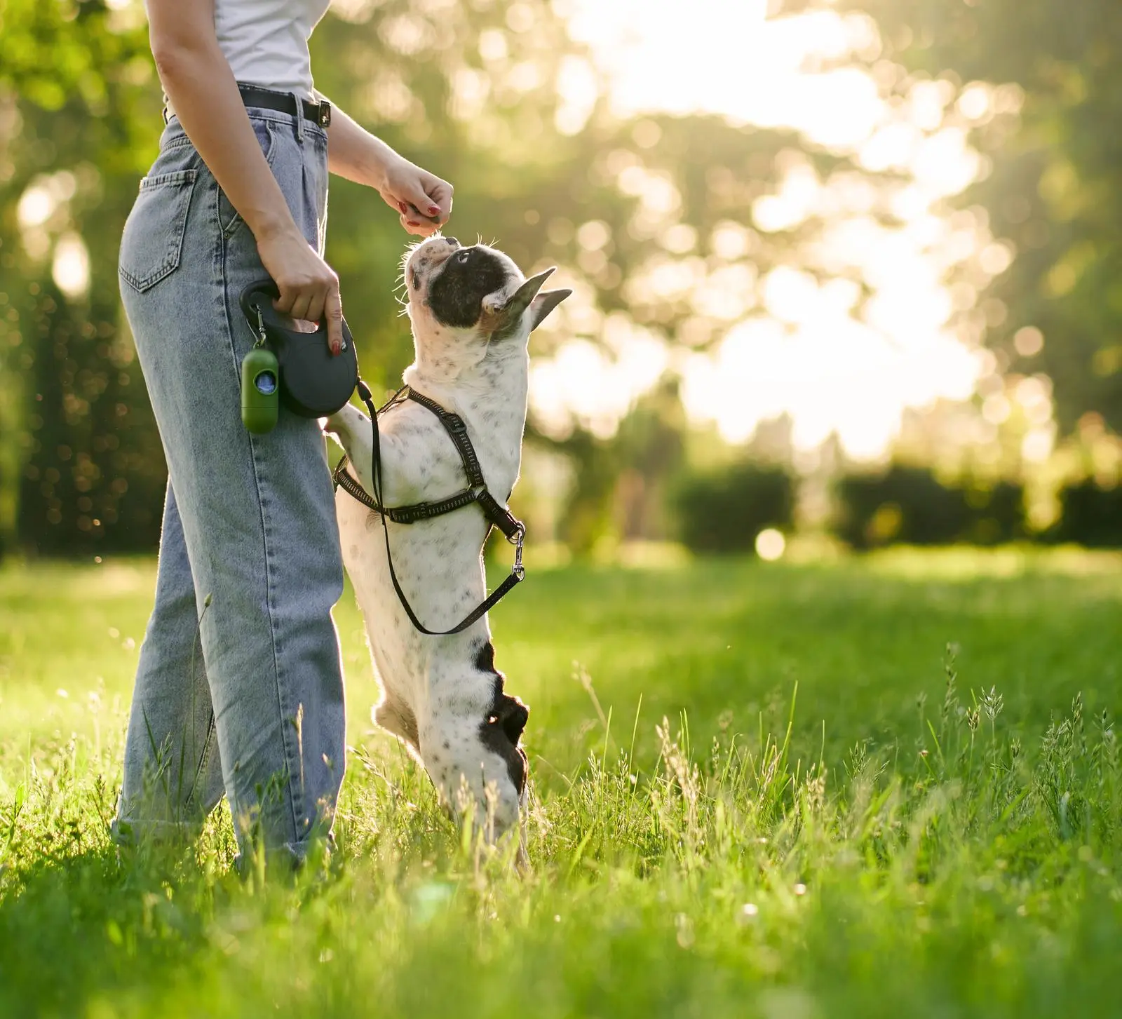 Bulldog Training Techniques for Stubborn Bulldogs: Effective Methods and Tips