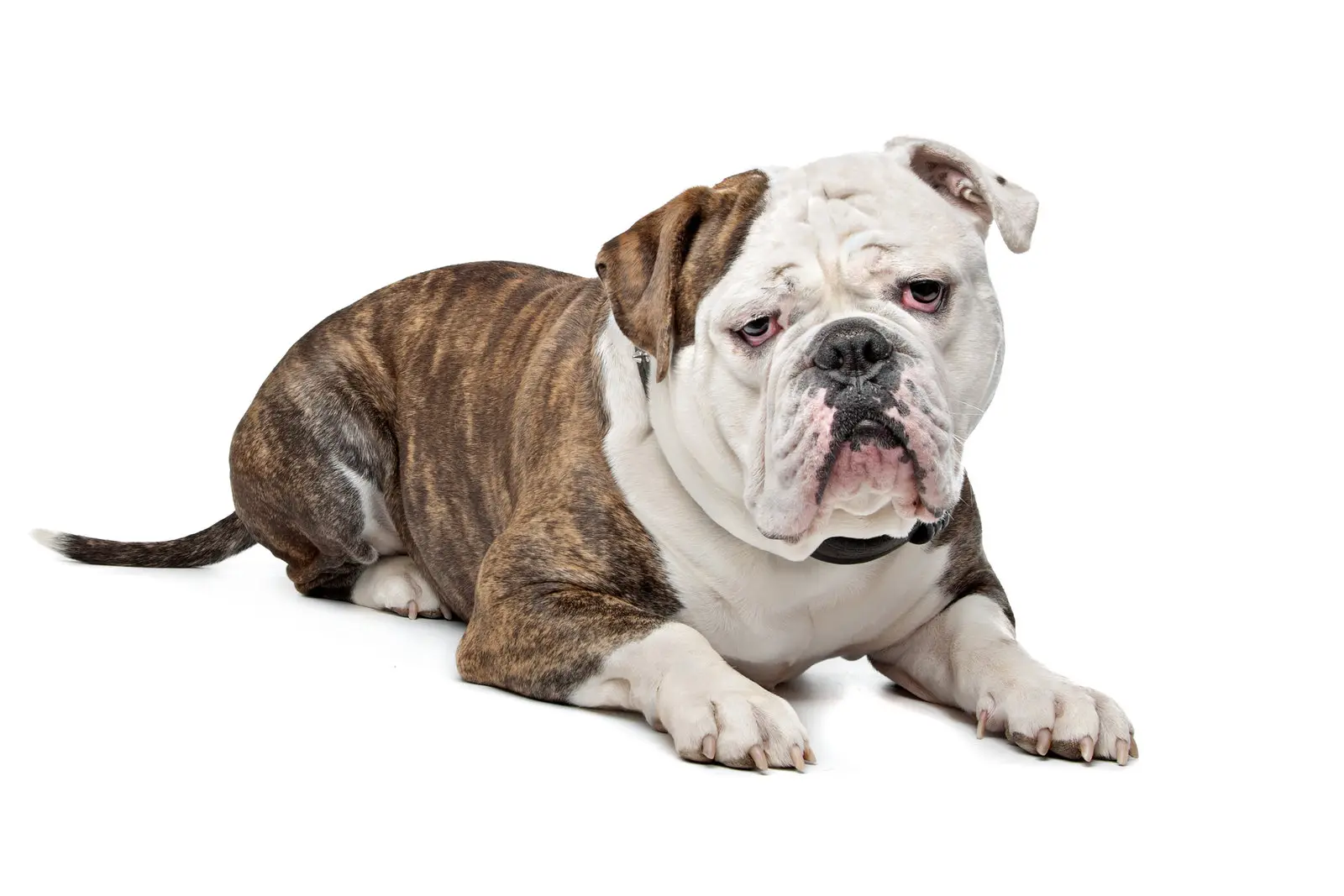 Bulldog Hautpflege und Faltenpflege