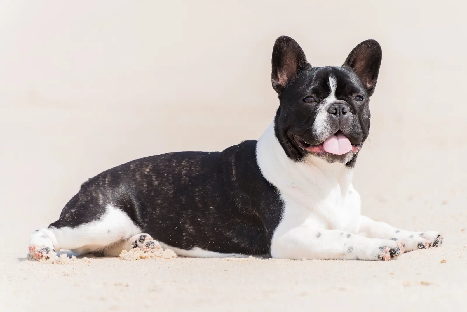 Understanding the Characteristics of French Bulldogs