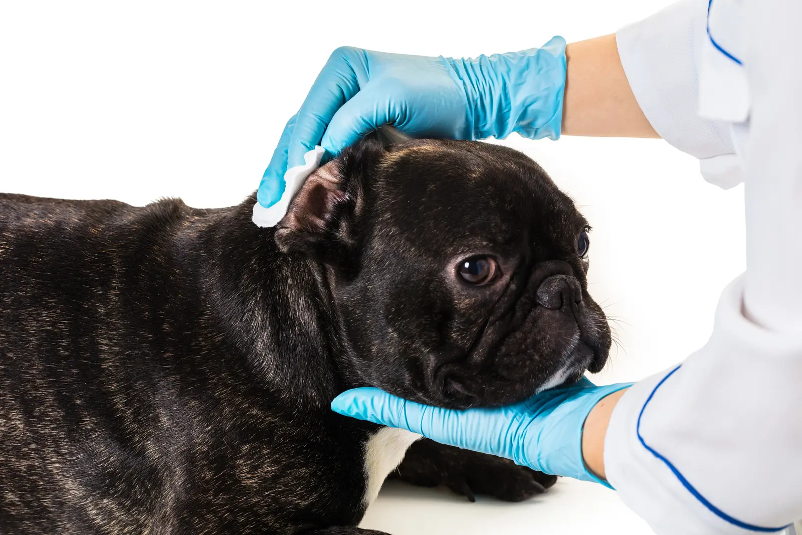 Managing Chronic Health Conditions in Senior Bulldogs